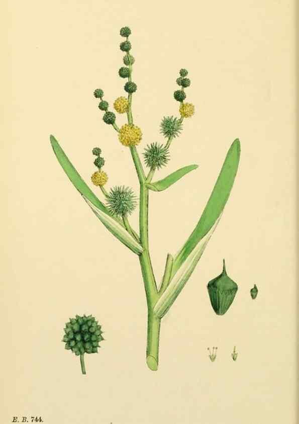 Reproducción/Reproduction 48754016862: English botany, or, Coloured figures of British plants /. London :R. Hardwicke,1863-1886.. 
