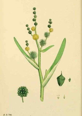Reproducción/Reproduction 48754016862: English botany, or, Coloured figures of British plants /. London :R. Hardwicke,1863-1886.. 