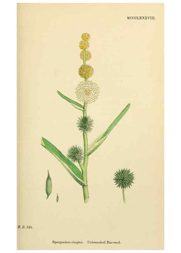 Reproducción/Reproduction 48753827226: English botany, or, Coloured figures of British plants /. London :R. Hardwicke,1863-1886.. 