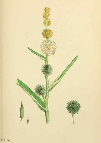Reproducción/Reproduction 48753827226: English botany, or, Coloured figures of British plants /. London :R. Hardwicke,1863-1886.. 