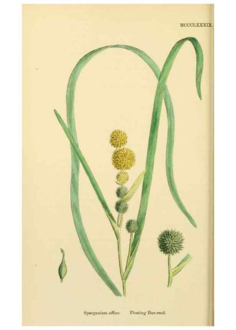 Reproducción/Reproduction 48754017267: English botany, or, Coloured figures of British plants /. London :R. Hardwicke,1863-1886.. 