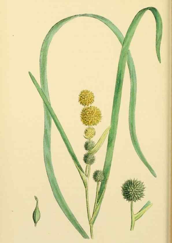 Reproducción/Reproduction 48754017267: English botany, or, Coloured figures of British plants /. London :R. Hardwicke,1863-1886.. 
