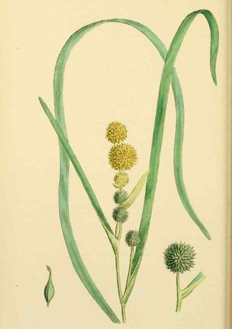 Reproducción/Reproduction 48754017267: English botany, or, Coloured figures of British plants /. London :R. Hardwicke,1863-1886.. 