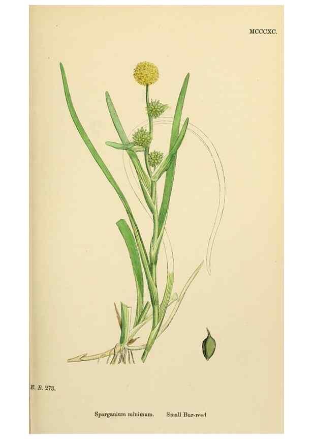Reproducción/Reproduction 48753827651: English botany, or, Coloured figures of British plants /. London :R. Hardwicke,1863-1886.. 