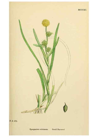 Reproducción/Reproduction 48753827651: English botany, or, Coloured figures of British plants /. London :R. Hardwicke,1863-1886.. 