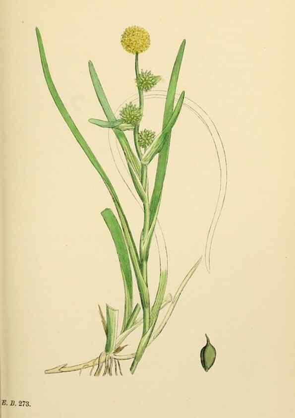 Reproducción/Reproduction 48753827651: English botany, or, Coloured figures of British plants /. London :R. Hardwicke,1863-1886.. 