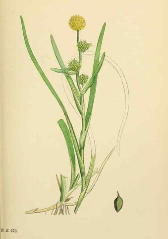 Reproducción/Reproduction 48753827651: English botany, or, Coloured figures of British plants /. London :R. Hardwicke,1863-1886.. 