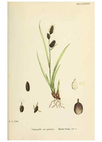 Reproducción/Reproduction 48750542216: English botany, or, Coloured figures of British plants /. London :R. Hardwicke,1863-1886.. 