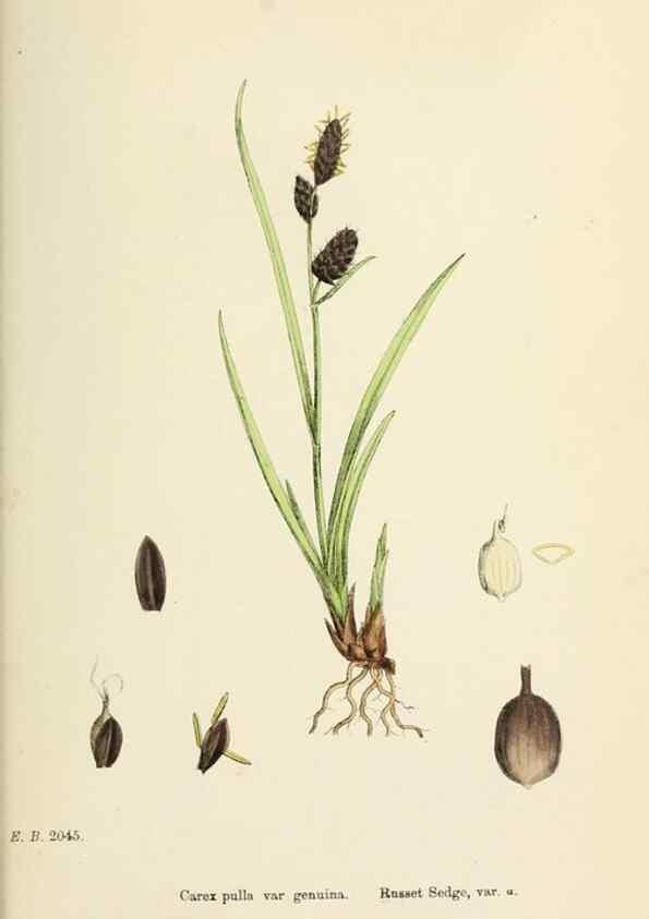 Reproducción/Reproduction 48750542216: English botany, or, Coloured figures of British plants /. London :R. Hardwicke,1863-1886.. 