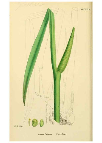 Reproducción/Reproduction 48753502928: English botany, or, Coloured figures of British plants /. London :R. Hardwicke,1863-1886.. 