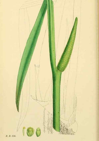 Reproducción/Reproduction 48753502928: English botany, or, Coloured figures of British plants /. London :R. Hardwicke,1863-1886.. 
