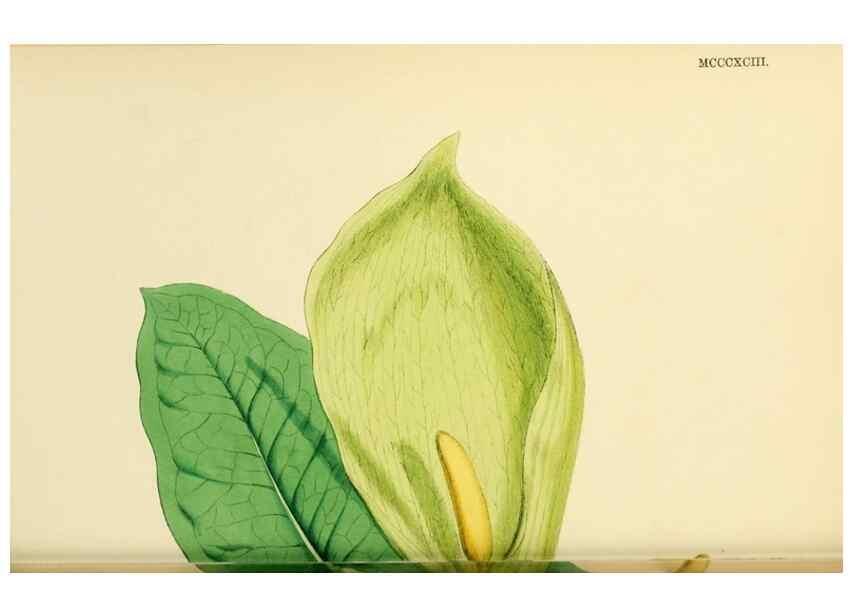 Reproducción/Reproduction 48753828386: English botany, or, Coloured figures of British plants /. London :R. Hardwicke,1863-1886.. 