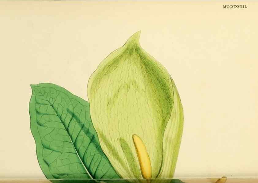 Reproducción/Reproduction 48753828386: English botany, or, Coloured figures of British plants /. London :R. Hardwicke,1863-1886.. 