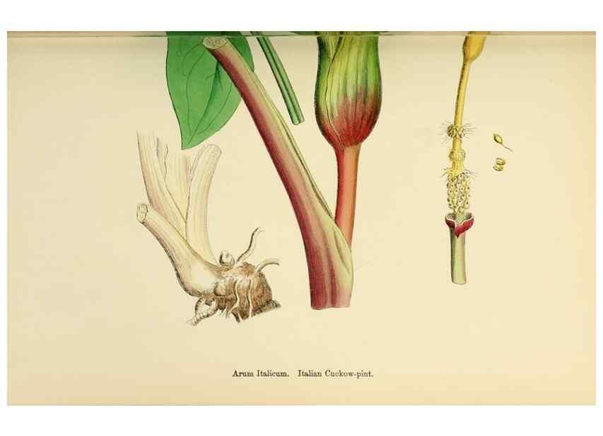 Reproducción/Reproduction 48753503688: English botany, or, Coloured figures of British plants /. London :R. Hardwicke,1863-1886.. 