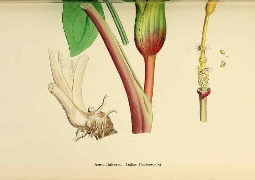 Reproducción/Reproduction 48753503688: English botany, or, Coloured figures of British plants /. London :R. Hardwicke,1863-1886.. 