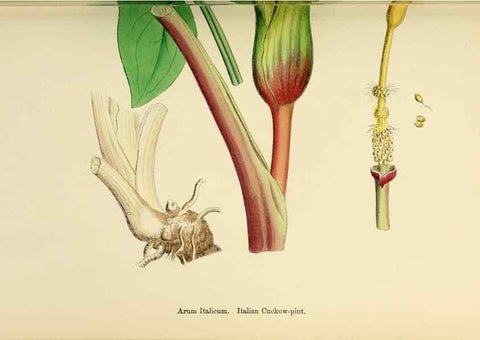 Reproducción/Reproduction 48753503688: English botany, or, Coloured figures of British plants /. London :R. Hardwicke,1863-1886.. 