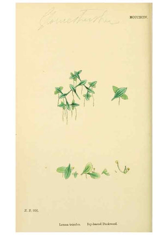 Reproducción/Reproduction 48753503863: English botany, or, Coloured figures of British plants /. London :R. Hardwicke,1863-1886.. 