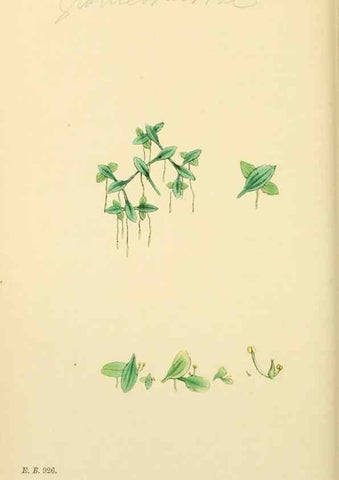 Reproducción/Reproduction 48753503863: English botany, or, Coloured figures of British plants /. London :R. Hardwicke,1863-1886.. 