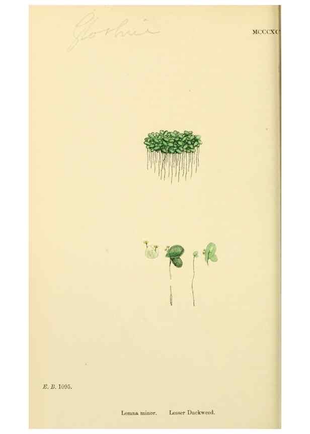 Reproducción/Reproduction 48753829121: English botany, or, Coloured figures of British plants /. London :R. Hardwicke,1863-1886.. 