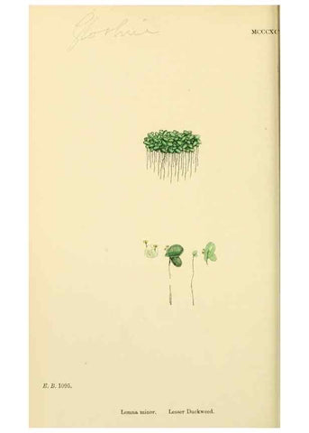 Reproducción/Reproduction 48753829121: English botany, or, Coloured figures of British plants /. London :R. Hardwicke,1863-1886.. 