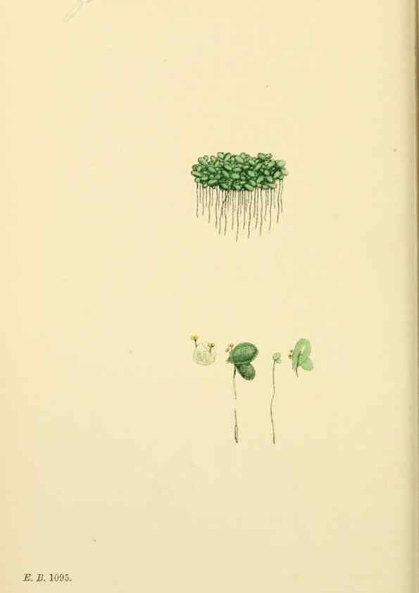 Reproducción/Reproduction 48753829121: English botany, or, Coloured figures of British plants /. London :R. Hardwicke,1863-1886.. 