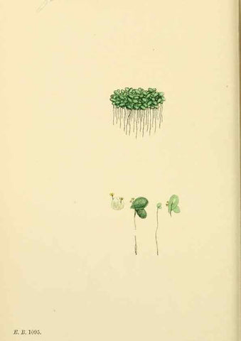 Reproducción/Reproduction 48753829121: English botany, or, Coloured figures of British plants /. London :R. Hardwicke,1863-1886.. 