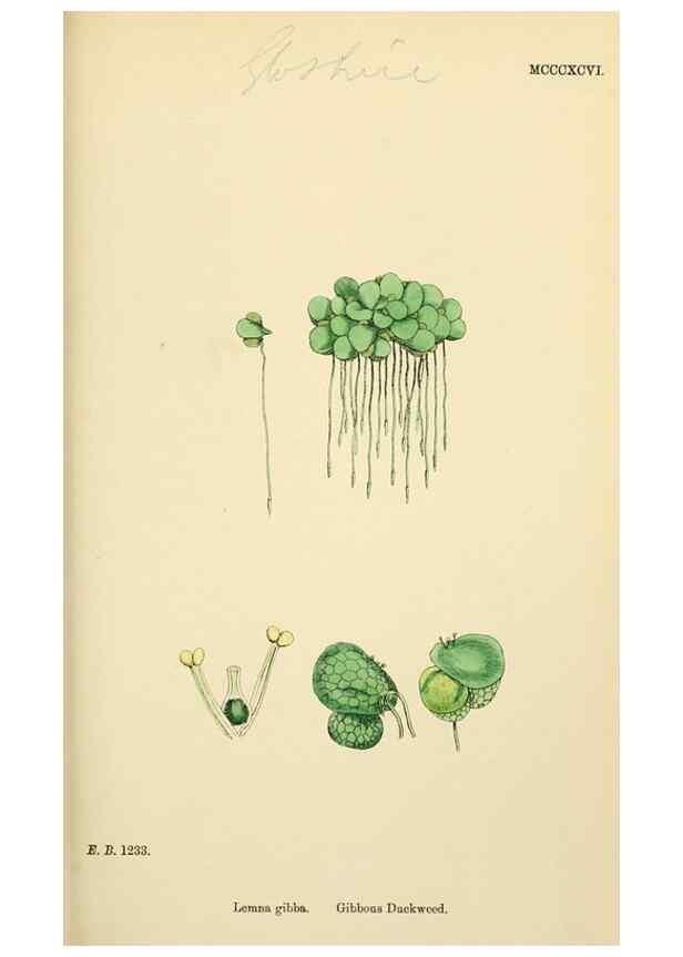 Reproducción/Reproduction 48753504308: English botany, or, Coloured figures of British plants /. London :R. Hardwicke,1863-1886.. 
