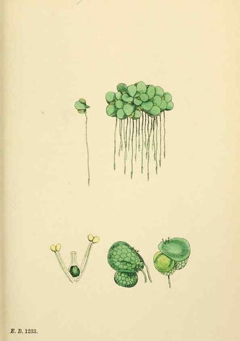 Reproducción/Reproduction 48753504308: English botany, or, Coloured figures of British plants /. London :R. Hardwicke,1863-1886.. 