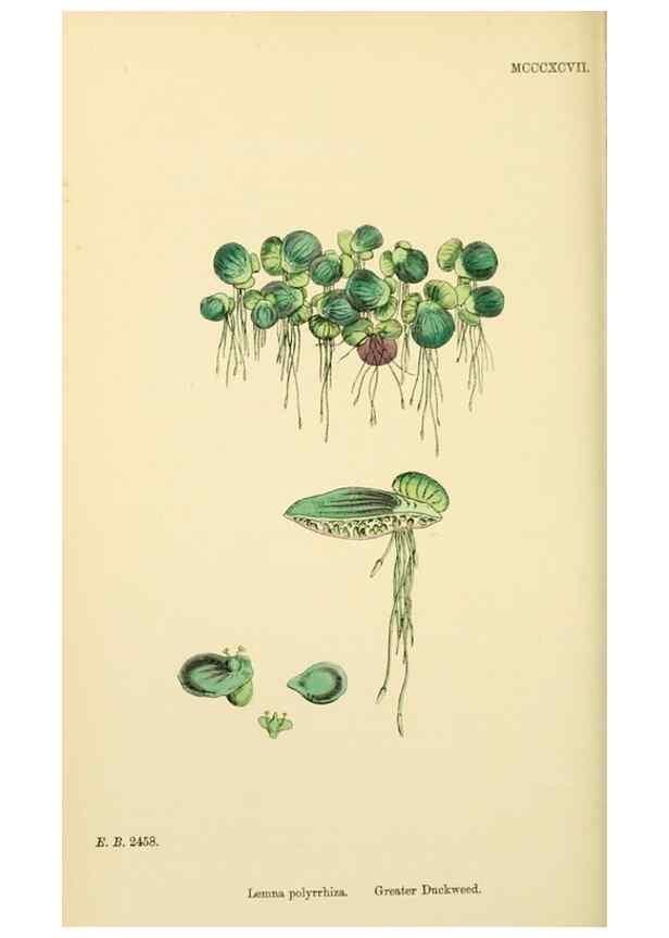 Reproducción/Reproduction 48753829681: English botany, or, Coloured figures of British plants /. London :R. Hardwicke,1863-1886.. 
