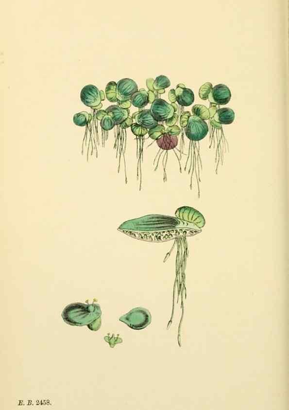 Reproducción/Reproduction 48753829681: English botany, or, Coloured figures of British plants /. London :R. Hardwicke,1863-1886.. 