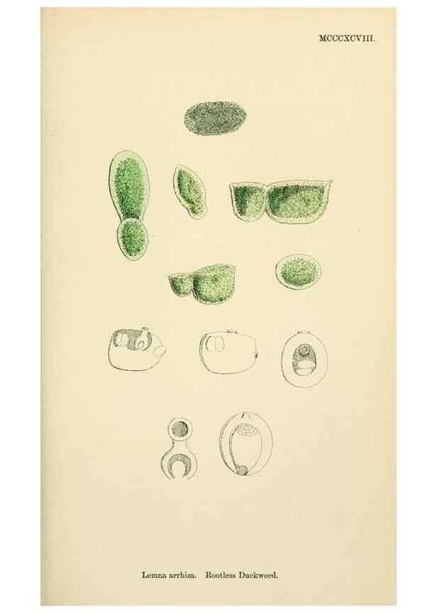 Reproducción/Reproduction 48754019787: English botany, or, Coloured figures of British plants /. London :R. Hardwicke,1863-1886.. 