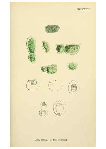 Reproducción/Reproduction 48754019787: English botany, or, Coloured figures of British plants /. London :R. Hardwicke,1863-1886.. 