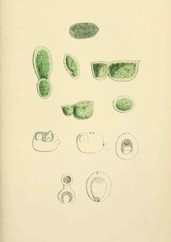 Reproducción/Reproduction 48754019787: English botany, or, Coloured figures of British plants /. London :R. Hardwicke,1863-1886.. 