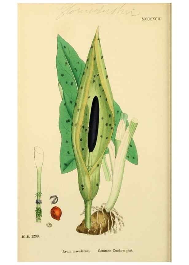 Reproducción/Reproduction 48754017972: English botany, or, Coloured figures of British plants /. London :R. Hardwicke,1863-1886.. 