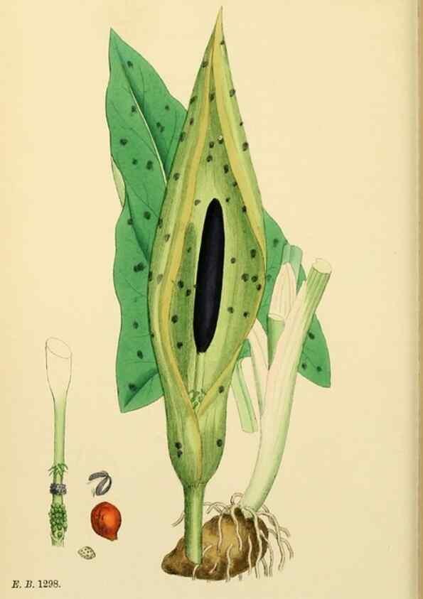 Reproducción/Reproduction 48754017972: English botany, or, Coloured figures of British plants /. London :R. Hardwicke,1863-1886.. 