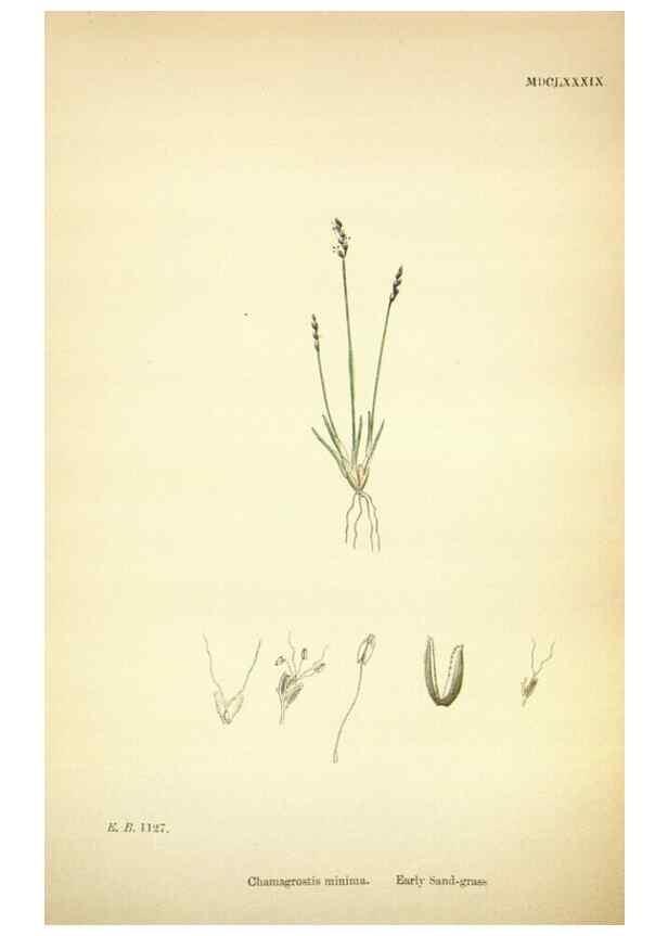 Reproducción/Reproduction 48750062868: English botany, or, Coloured figures of British plants /. London :R. Hardwicke,1863-1886.. 