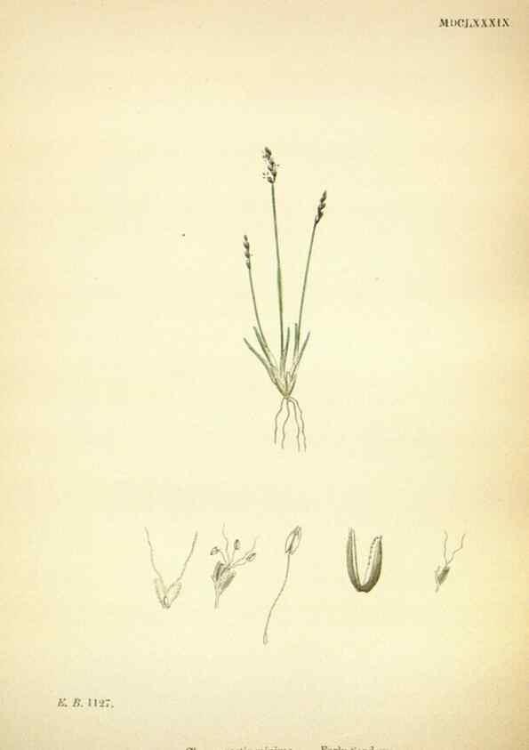 Reproducción/Reproduction 48750062868: English botany, or, Coloured figures of British plants /. London :R. Hardwicke,1863-1886.. 