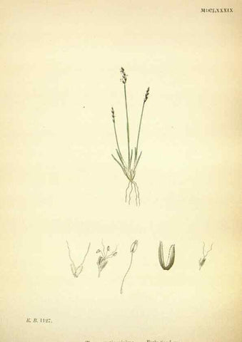 Reproducción/Reproduction 48750062868: English botany, or, Coloured figures of British plants /. London :R. Hardwicke,1863-1886.. 
