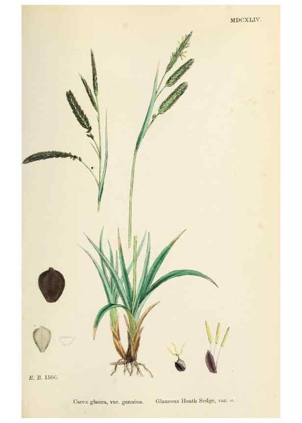 Reproducción/Reproduction 48750700967: English botany, or, Coloured figures of British plants /. London :R. Hardwicke,1863-1886.. 