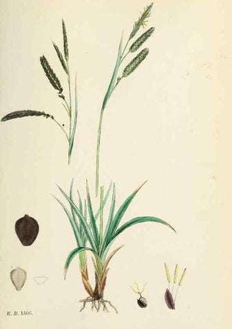 Reproducción/Reproduction 48750700967: English botany, or, Coloured figures of British plants /. London :R. Hardwicke,1863-1886.. 