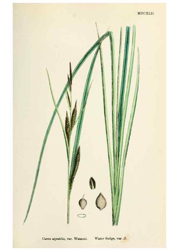 Reproducción/Reproduction 48750512676: English botany, or, Coloured figures of British plants /. London :R. Hardwicke,1863-1886.. 