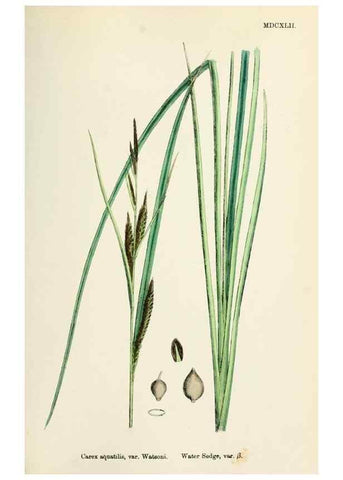 Reproducción/Reproduction 48750512676: English botany, or, Coloured figures of British plants /. London :R. Hardwicke,1863-1886.. 