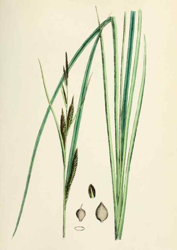 Reproducción/Reproduction 48750512676: English botany, or, Coloured figures of British plants /. London :R. Hardwicke,1863-1886.. 