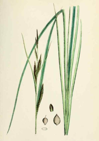 Reproducción/Reproduction 48750512676: English botany, or, Coloured figures of British plants /. London :R. Hardwicke,1863-1886.. 