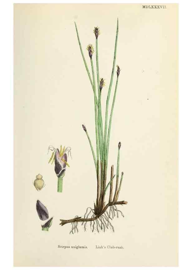 Reproducción/Reproduction 48750488026: English botany, or, Coloured figures of British plants /. London :R. Hardwicke,1863-1886.. 