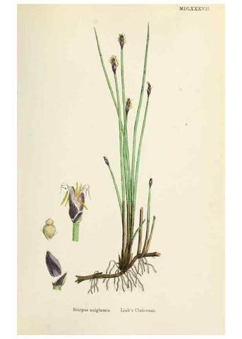 Reproducción/Reproduction 48750488026: English botany, or, Coloured figures of British plants /. London :R. Hardwicke,1863-1886.. 