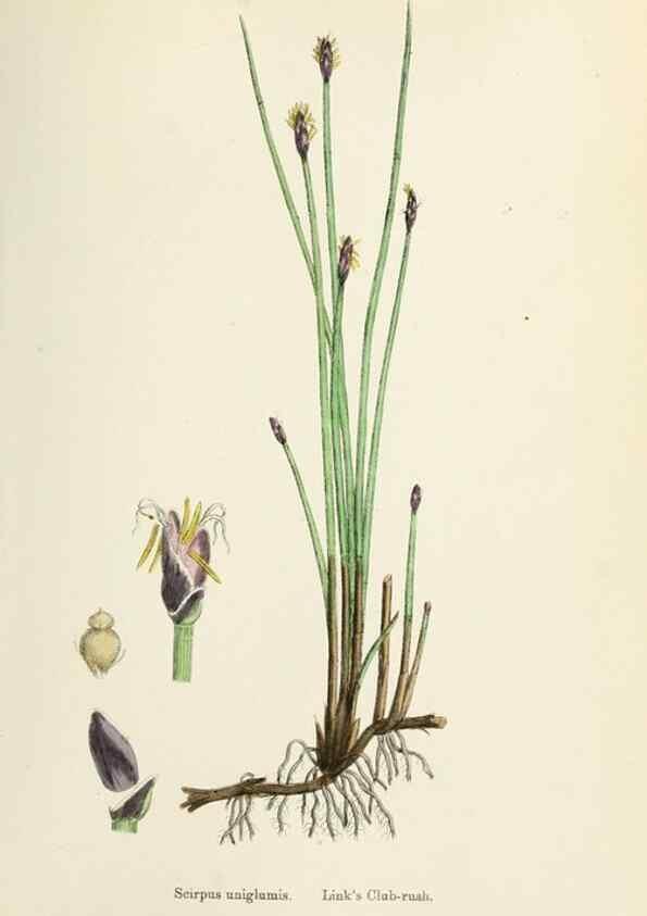 Reproducción/Reproduction 48750488026: English botany, or, Coloured figures of British plants /. London :R. Hardwicke,1863-1886.. 