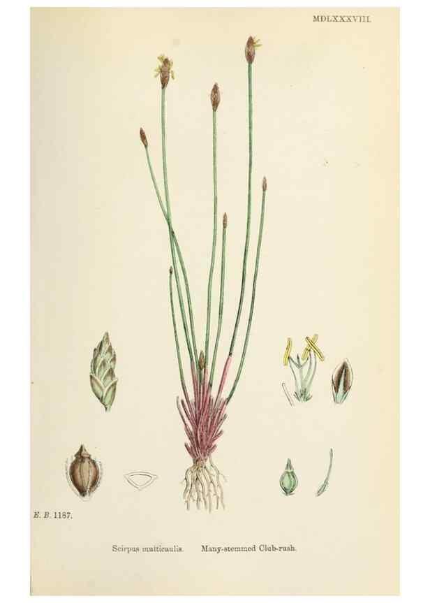 Reproducción/Reproduction 48750488361: English botany, or, Coloured figures of British plants /. London :R. Hardwicke,1863-1886.. 