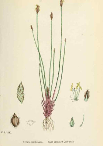 Reproducción/Reproduction 48750488361: English botany, or, Coloured figures of British plants /. London :R. Hardwicke,1863-1886.. 