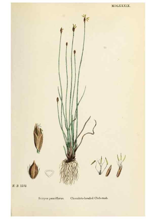 Reproducción/Reproduction 48750676347: English botany, or, Coloured figures of British plants /. London :R. Hardwicke,1863-1886.. 